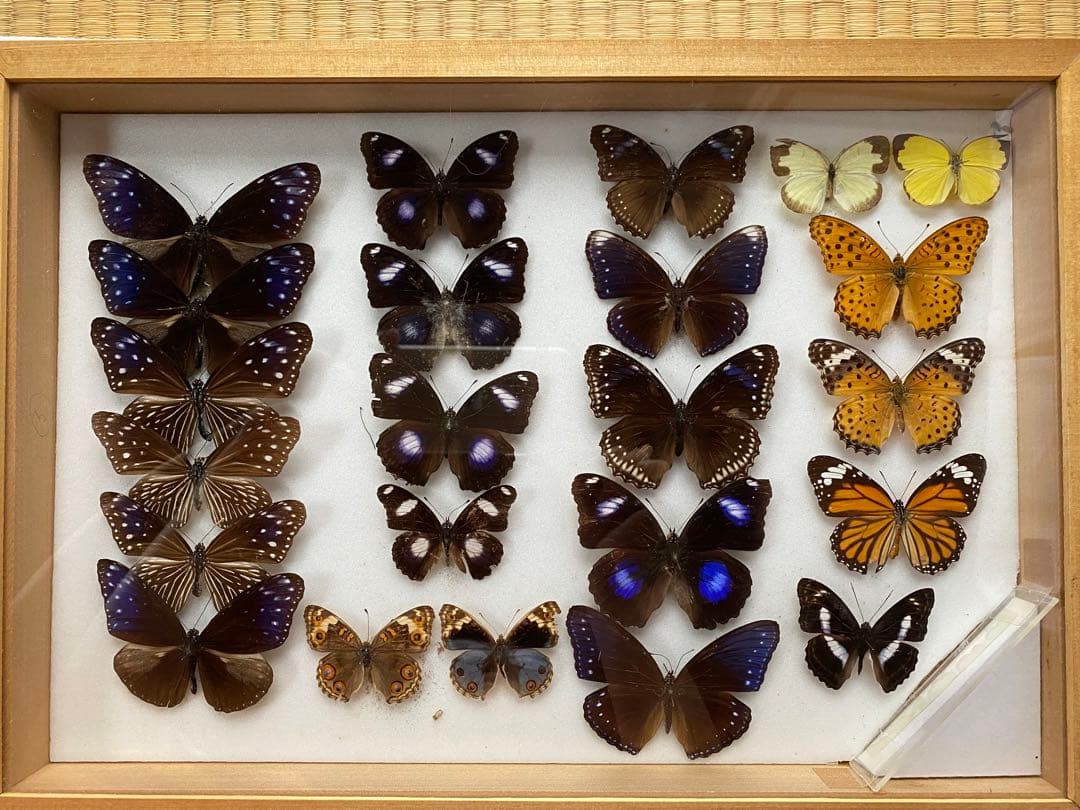 蝶標本 北海道産ミヤマカラスアゲハ春型♂ 採集品 後翅鮮やかな紅色