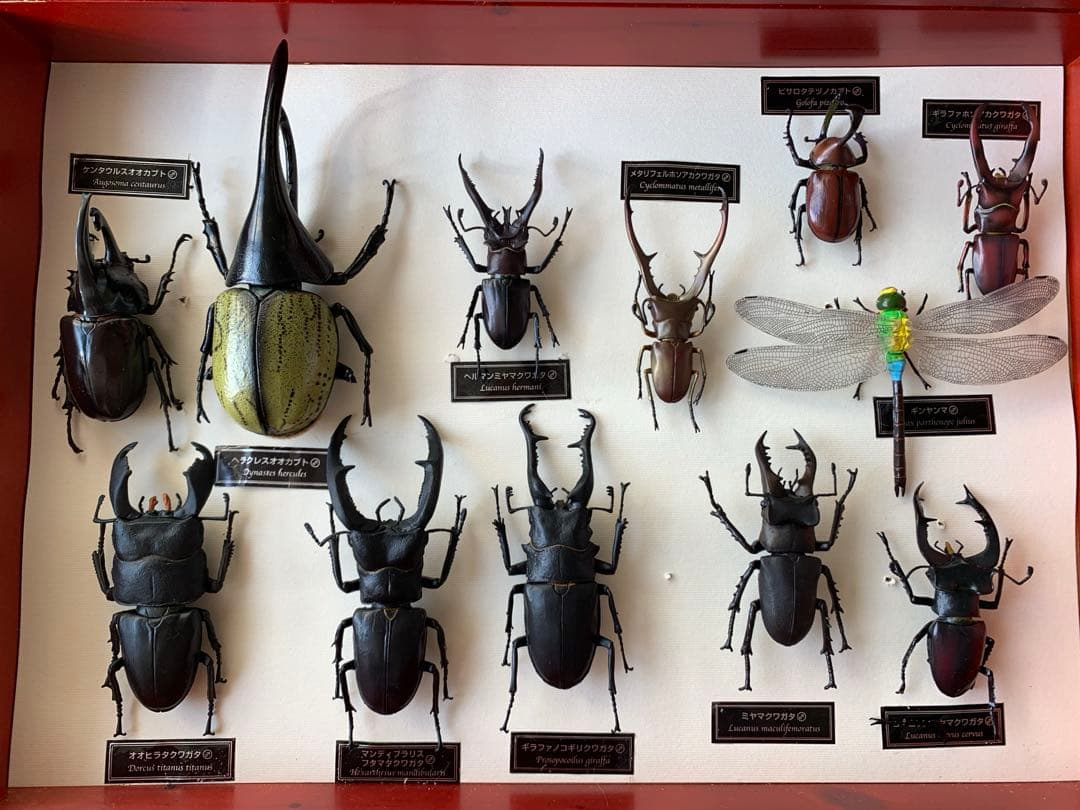 昆虫標本 値段交渉可