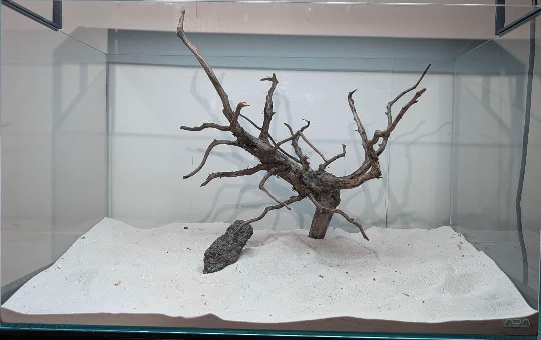 ブラックスマトラブランチ【BSB268】アクアリウム まとめ買い対応可