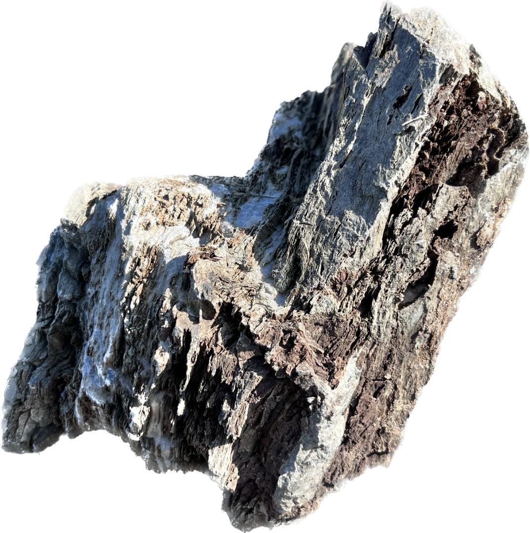 佐治石〈29〉【Taiyoメダカ】