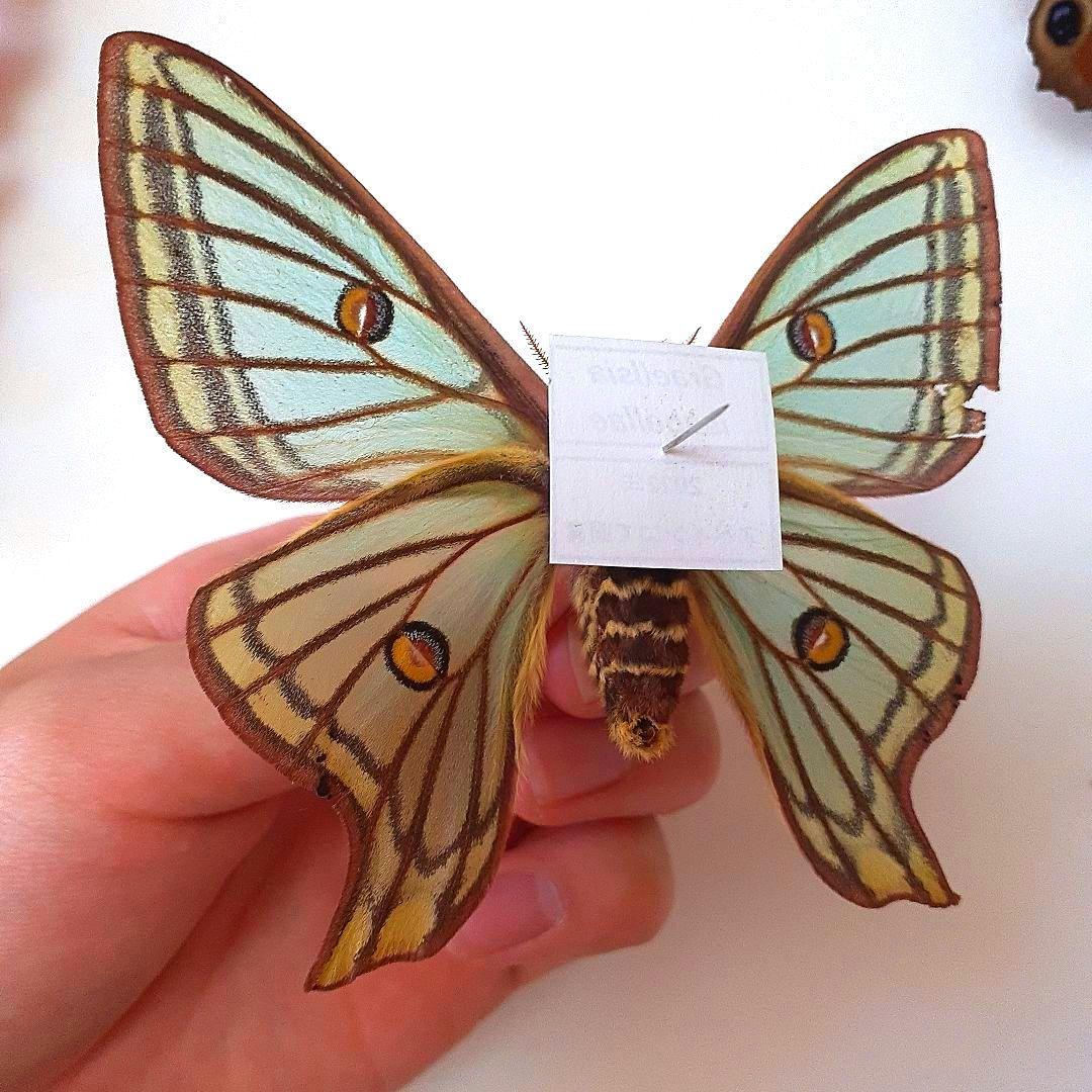 蛾 標本 イザベラミズアオ