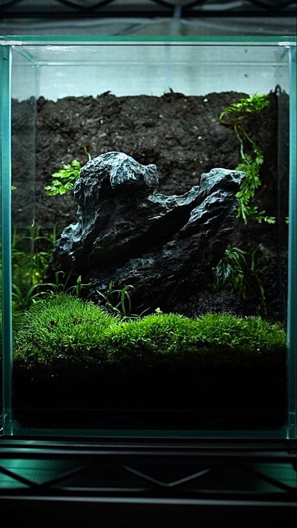 【完成品】ADA苔テラリウム/イモリウムカエル苔アートパルダリウム/No.297 完成品】ADA苔テラリウム/イモリウムカエル苔アートパルダリウム/No