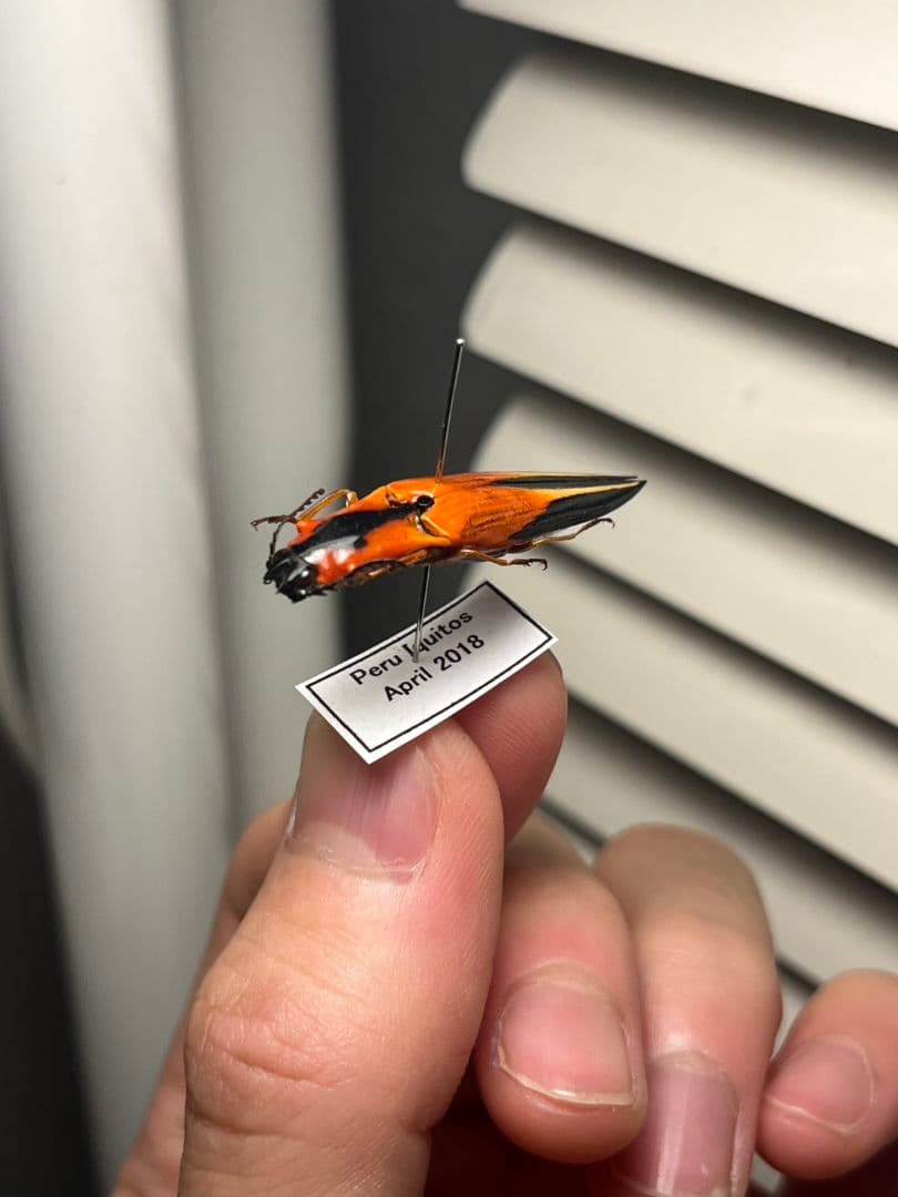 38mm】アングラトゥスミカドコメツキムシ フェラーリコメツキムシ甲虫