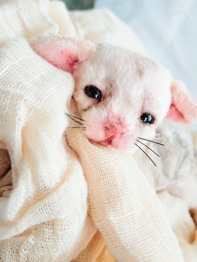 アートドール ベビーフェネック 生後10日♡リアルな子♡フェネック