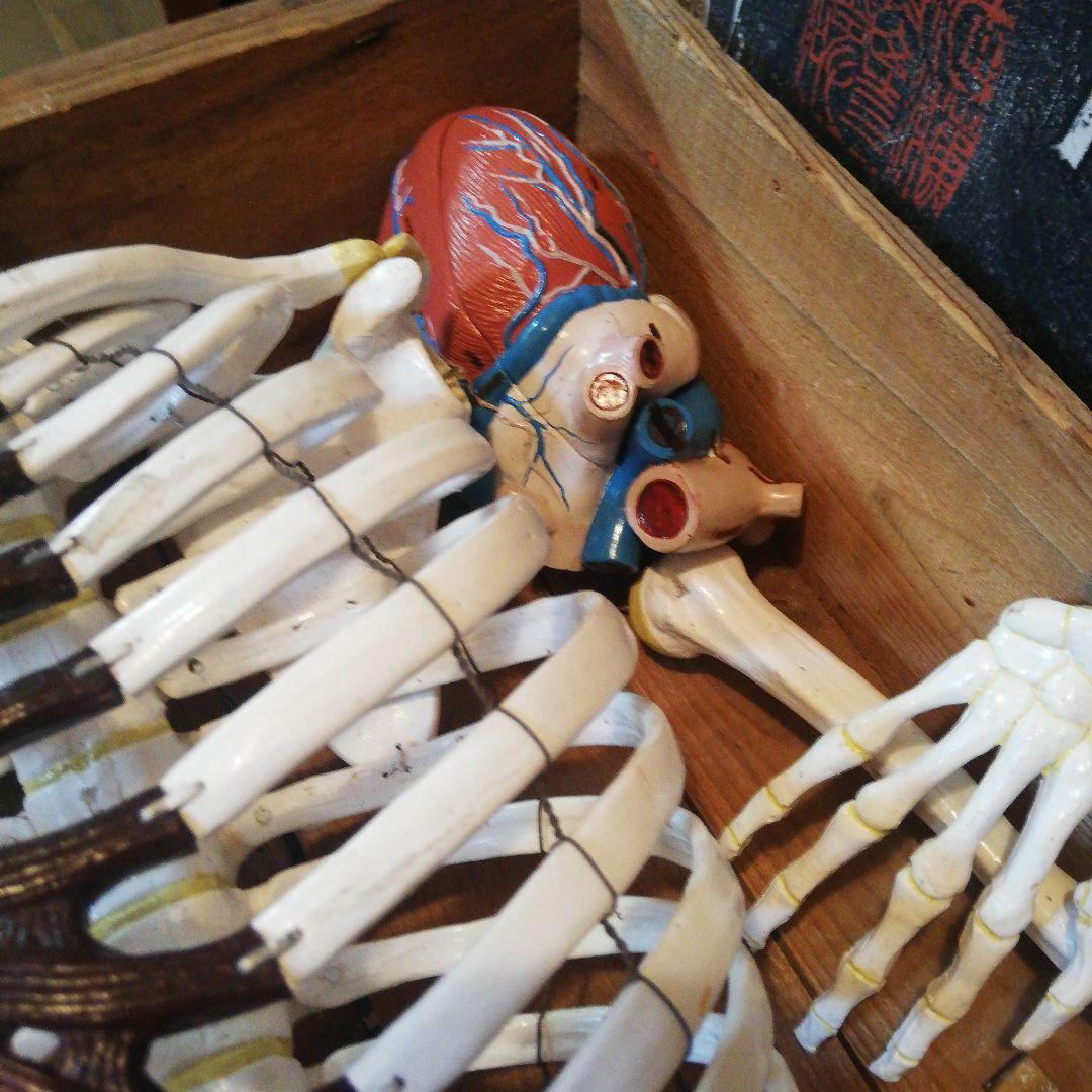 マニアックレア昭和20～30年代頃素材不明レトロ人体骨格模型当時物