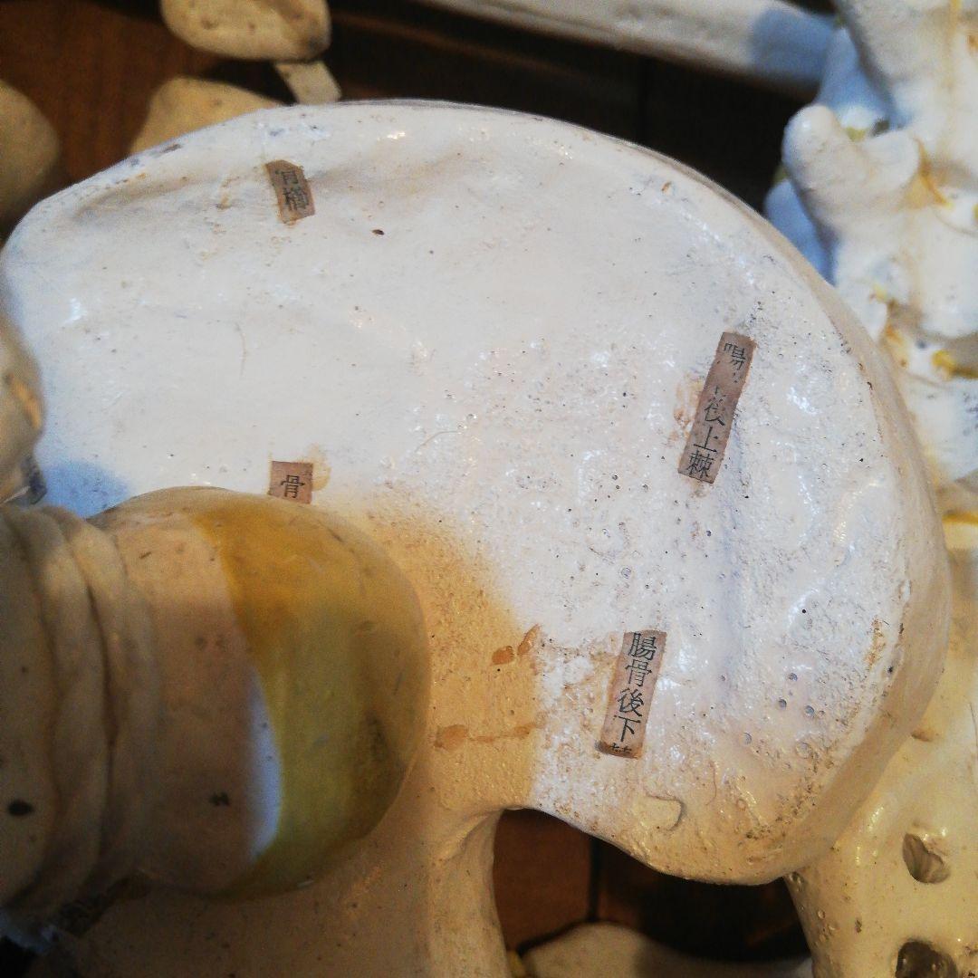 マニアックレア昭和20～30年代頃素材不明レトロ人体骨格模型当時物