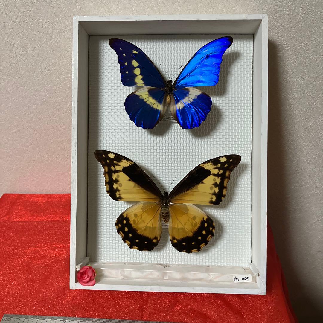 大型ヘレナモルフォペア 3/21(金) 受付開始】モーラナイフ・ヘレナイフへの刻印受付を開始し