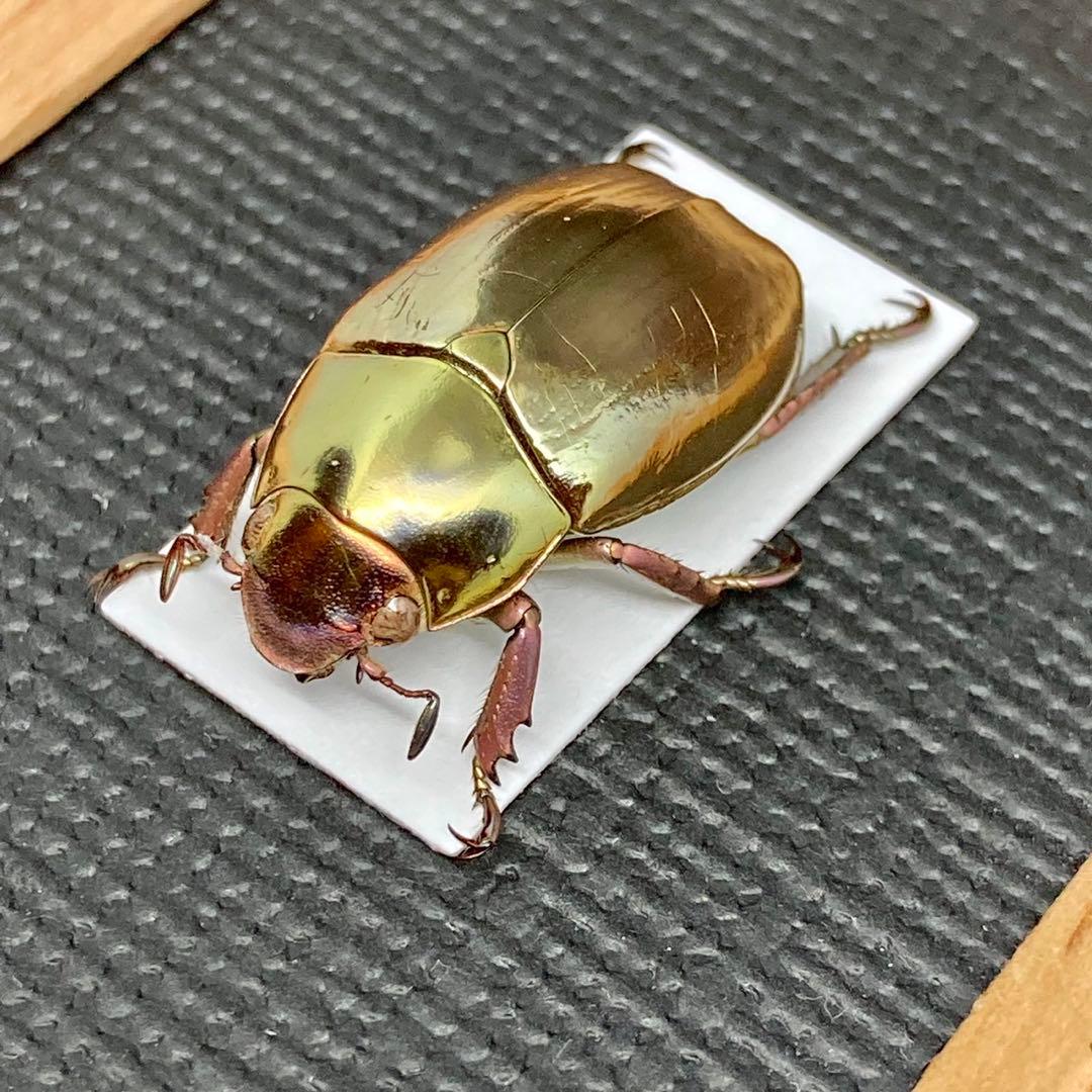 金と銀の豪華なプラチナコガネ②【標本】 昆虫用品 昆虫標本 プラチナ