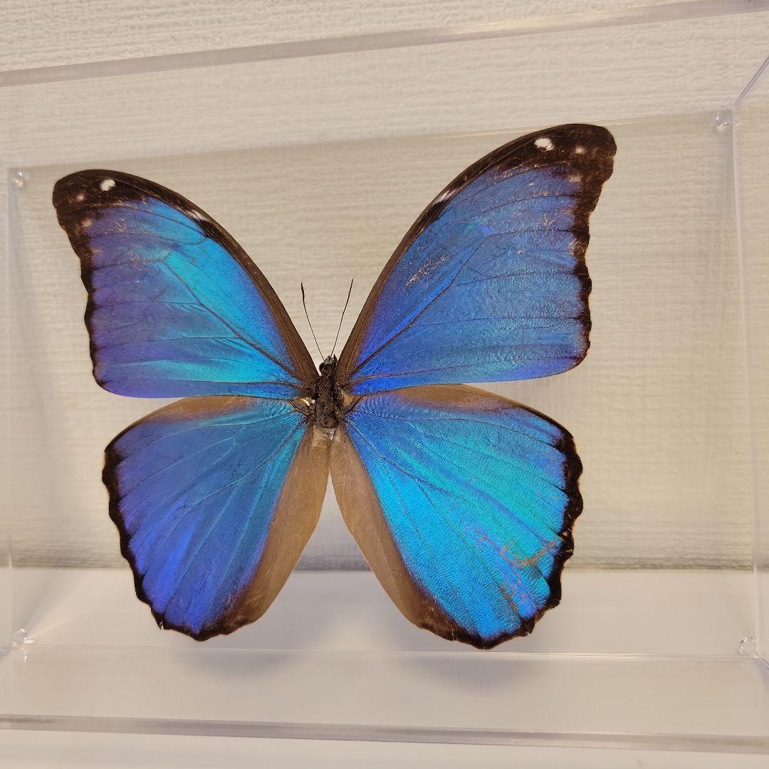 蝶の標本 モルフォの世界(特大) 生きる勇気をもらった…世界一美しい