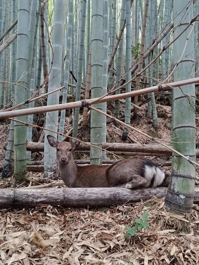 学術標本 種名ニホンジカ 胎児（♂） エタノール浸漬標本 頭胴長約5cm