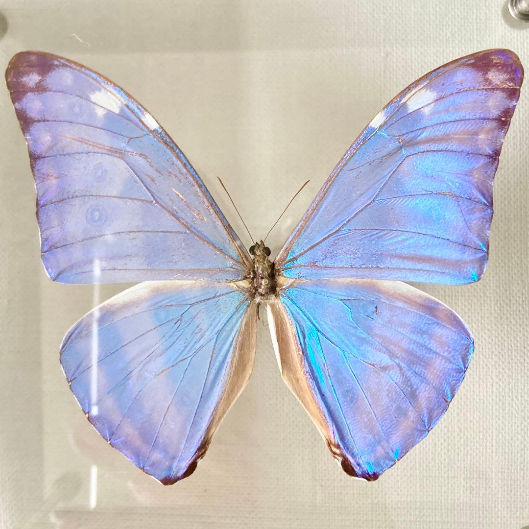 アドニスモルフォ 蝶 標本 エルアイエス社 - メルカリ
