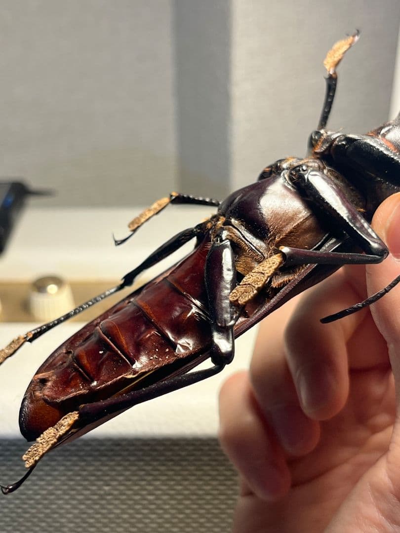131mm】タイタンオオウスバカミキリ カブトムシクワガタハナムグリ標本