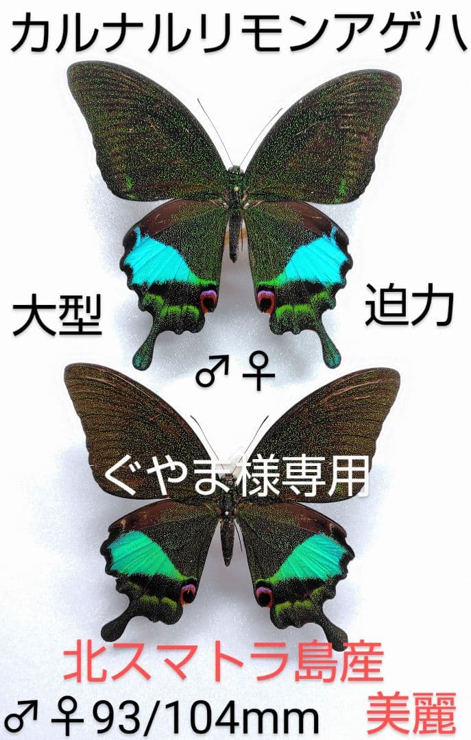 ★ぐやま様☆専用2点★カルナルリモンアゲハとシナカラスアゲハ カルナルリモンアゲハ♂ (ボルネオ) Papilio karna carnatus : 京大蝶