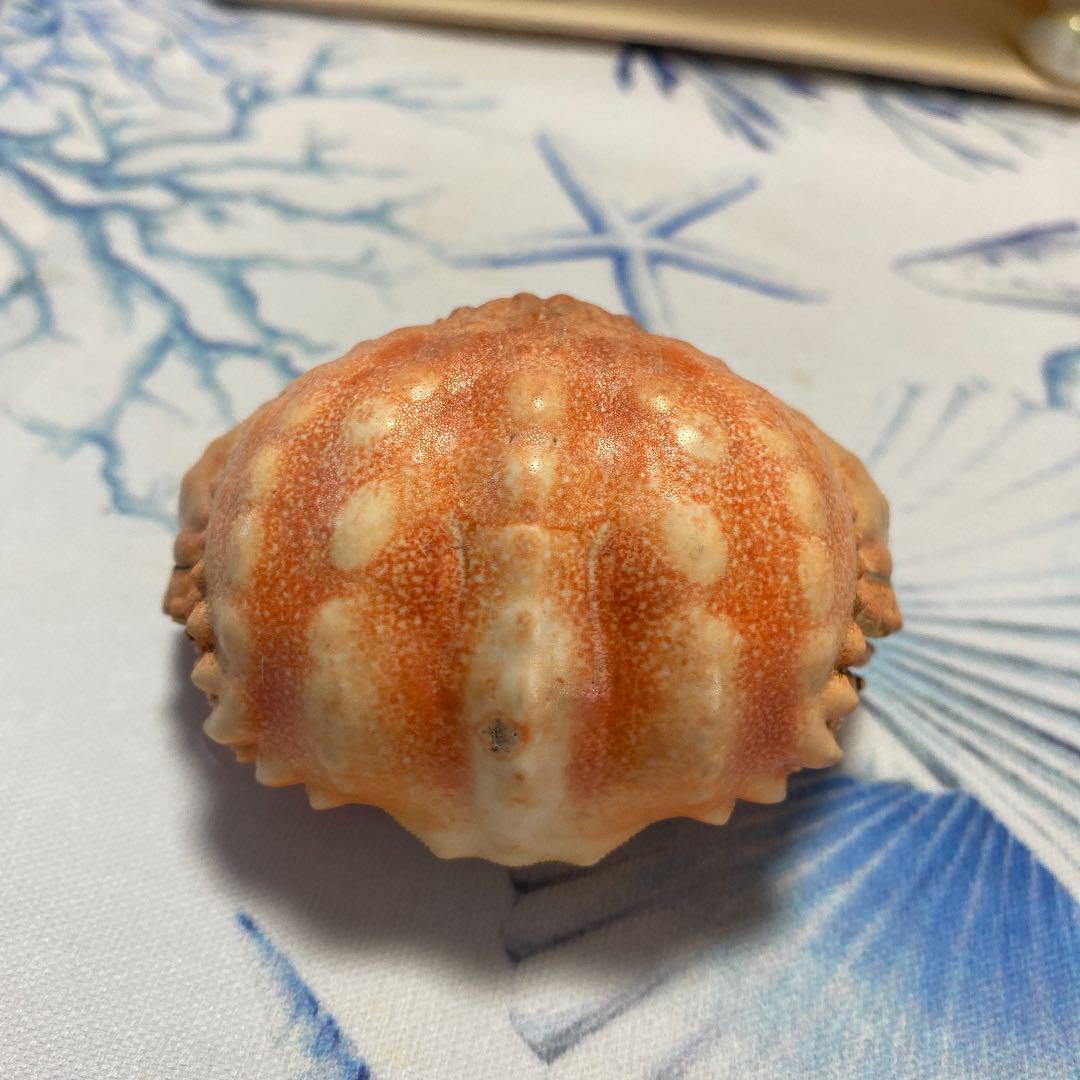 マルソデカラッパ 乾燥標本 カラッパ カニ 標本マルソデカラッパ 乾燥