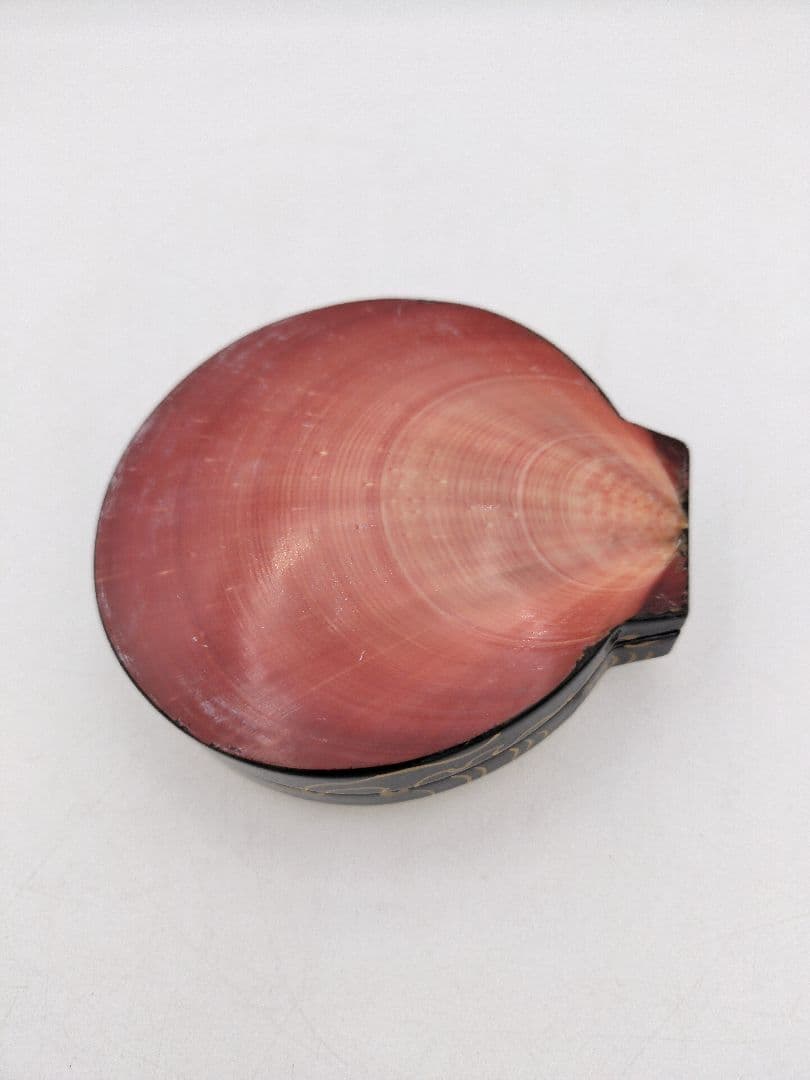 【セール】b806【新品・未使用】香合 月日貝 鈴木光入 玄々好 木箱 茶道具