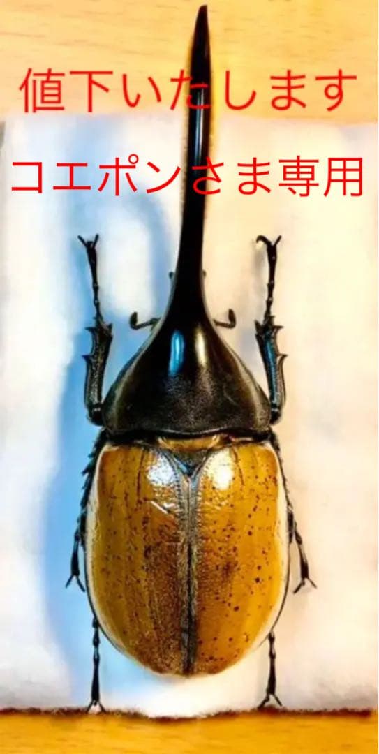 ヘラクレスエクアトリアヌス♂標本美品