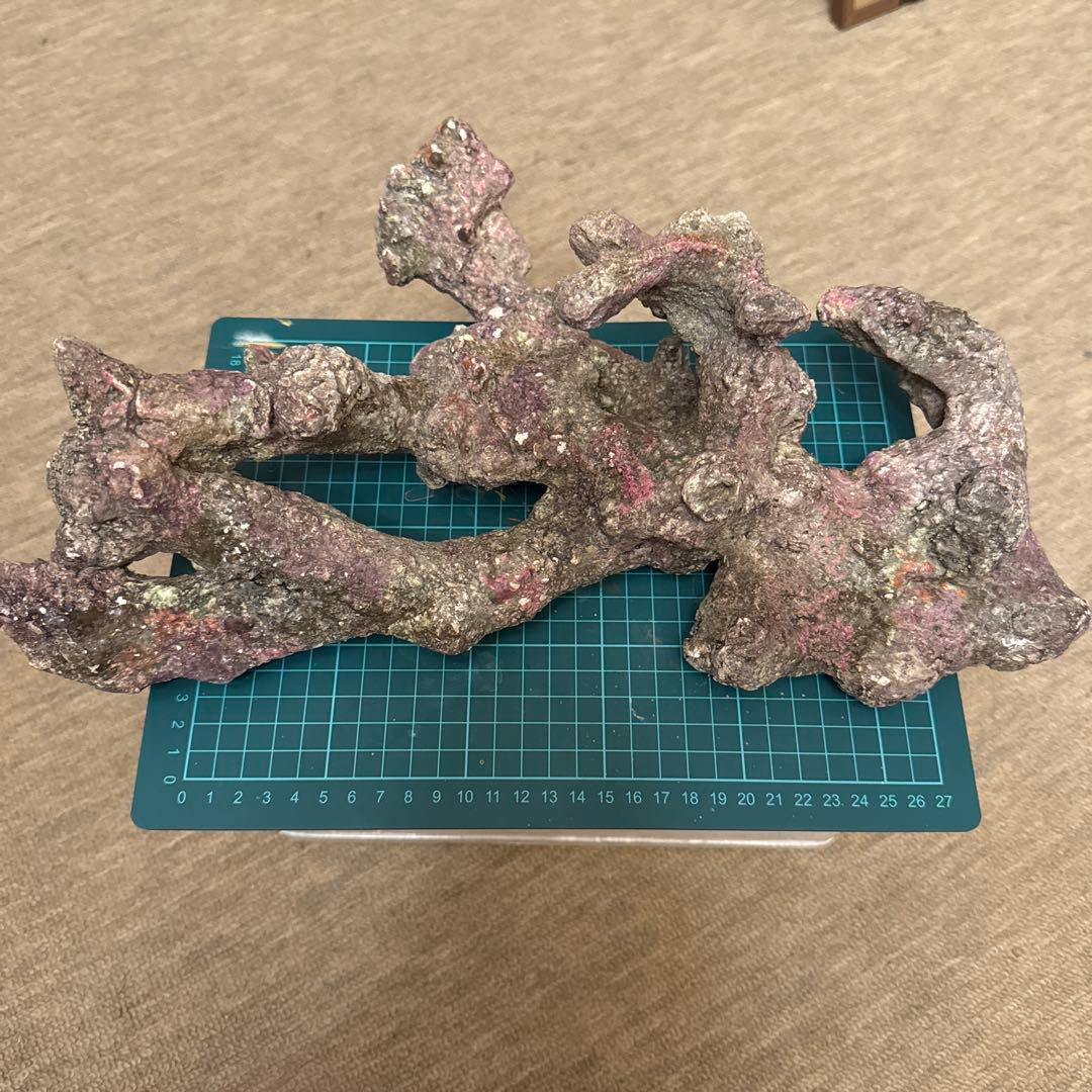 ライブロックレプリカ