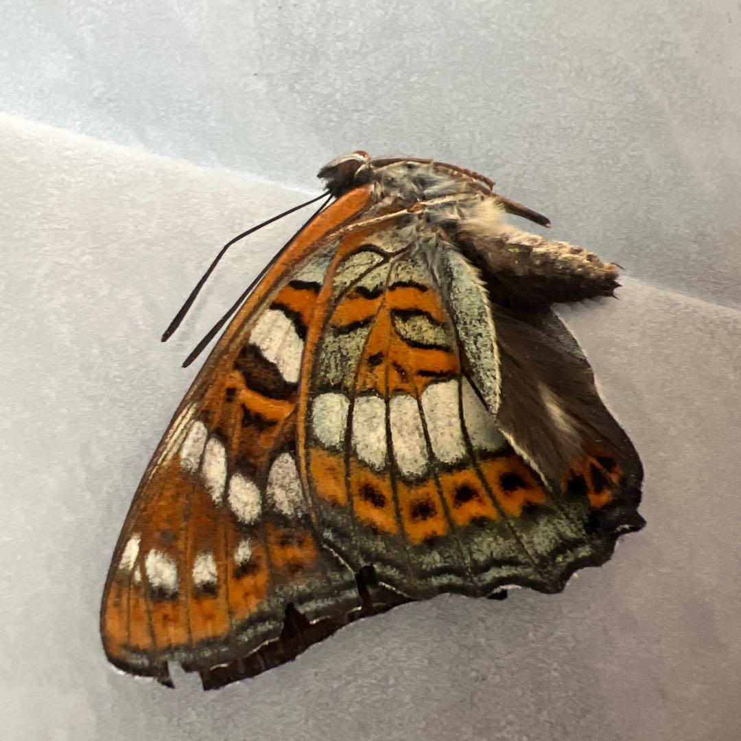 オオイチモンジ モンゴル産 10頭セットの通販はau PAY マーケット