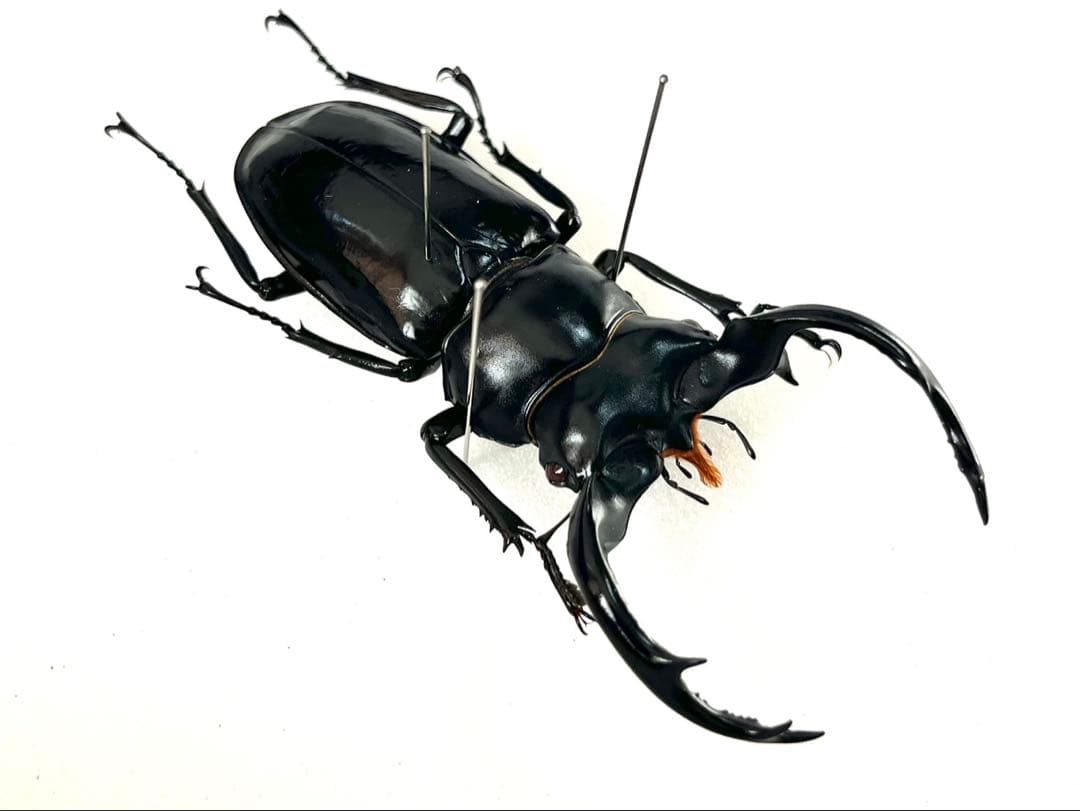 ウエストウッディオオシカクワガタ 77mm 標本