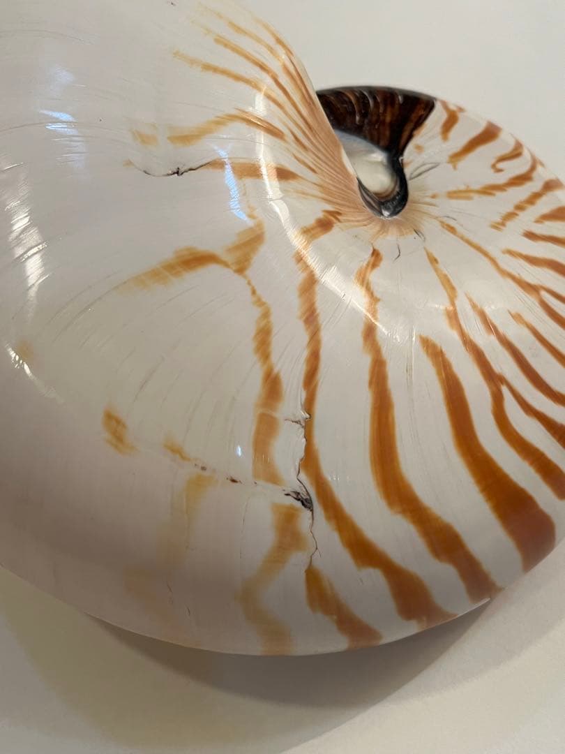 希少サイズ 完品 オウム貝の殻 大小2個セット フタゴヤシ