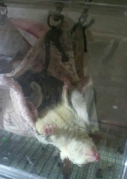 モモンガハウス(パンダいちご柄)ボアベージュ 特大サイズ 2300