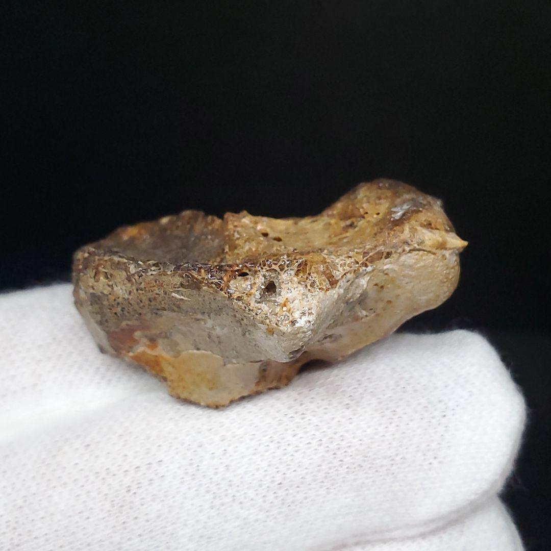 希少 アンハングエラ 化石 手根骨 恐竜 本物  38.54mm fr71