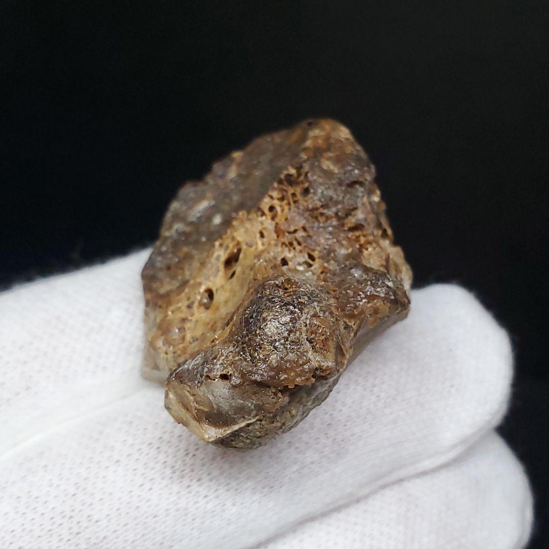 希少 アンハングエラ 化石 手根骨 恐竜 本物  38.54mm fr71