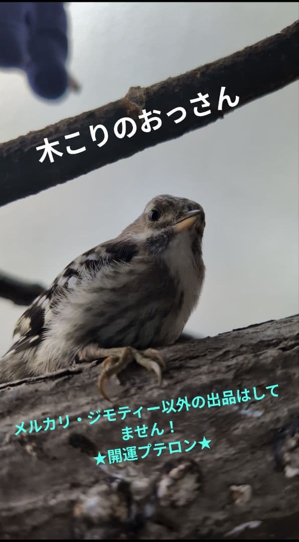 呪物　曰く付き　開運　珍品　新品　コゲラの羽とアオダイショウの皮　キーホルダー