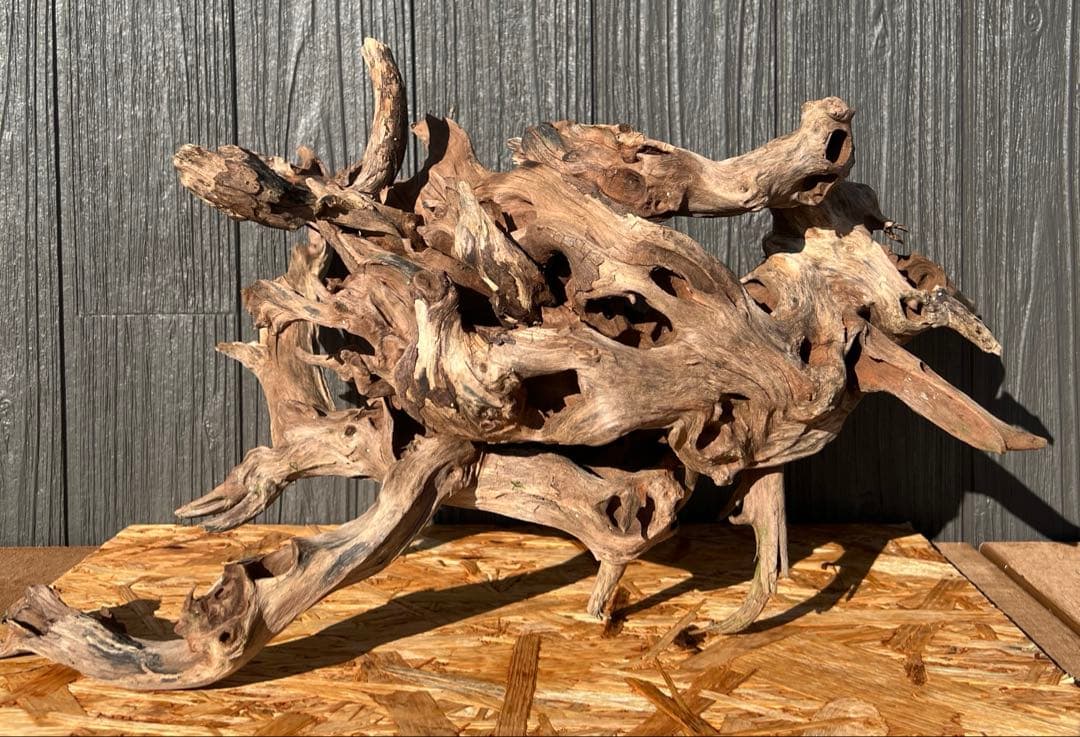 レイアウト流木 楽天市場】形状お任せ 煮込み済み 上質流木 雅 サイズミックス（約25