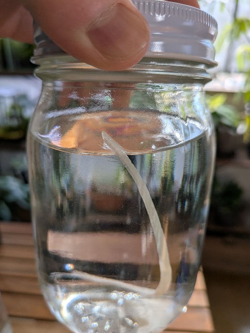 激レア深海魚】リュウグウノツカイ幼魚 液浸標本