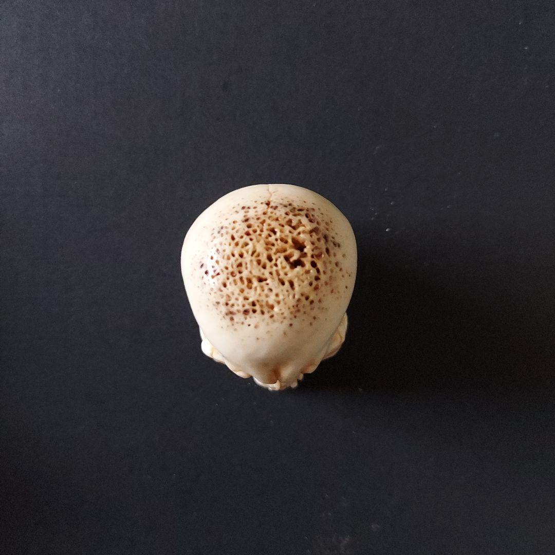 髑髏 ドクロ 根付 生生流転 服部