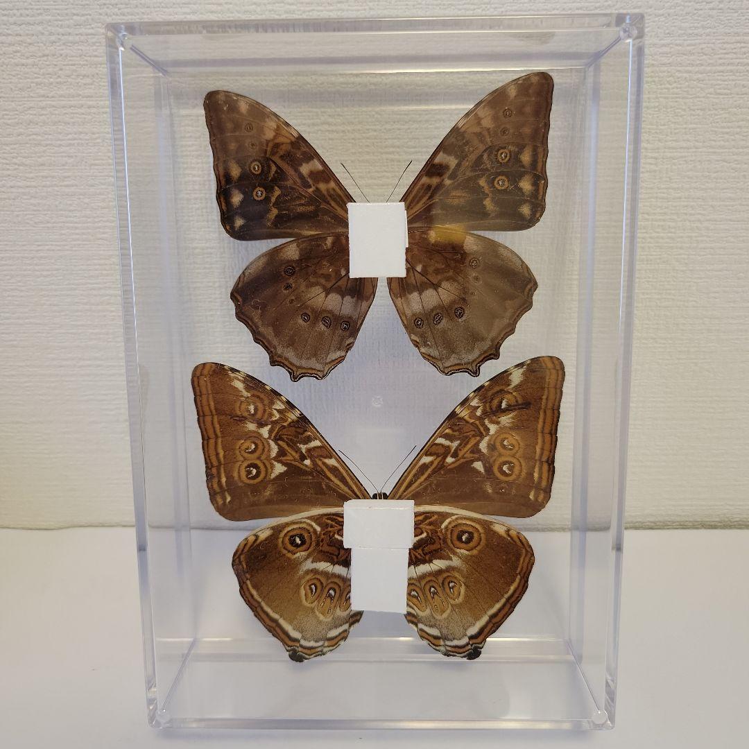 蝶の標本 宝石のようなモルフォの世界 珍A オーロラモルフォ蝶 標本