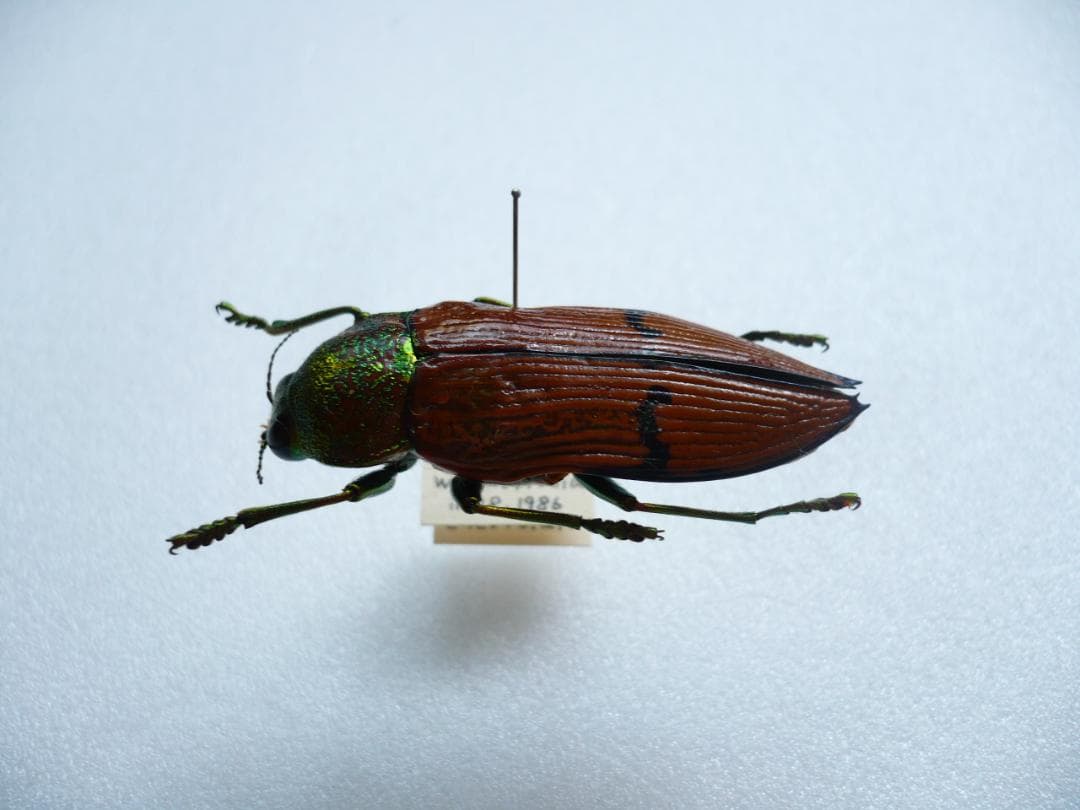 オーストラリアの ムカシタマムシ 3種セット 全ての商品 - insects-BNE