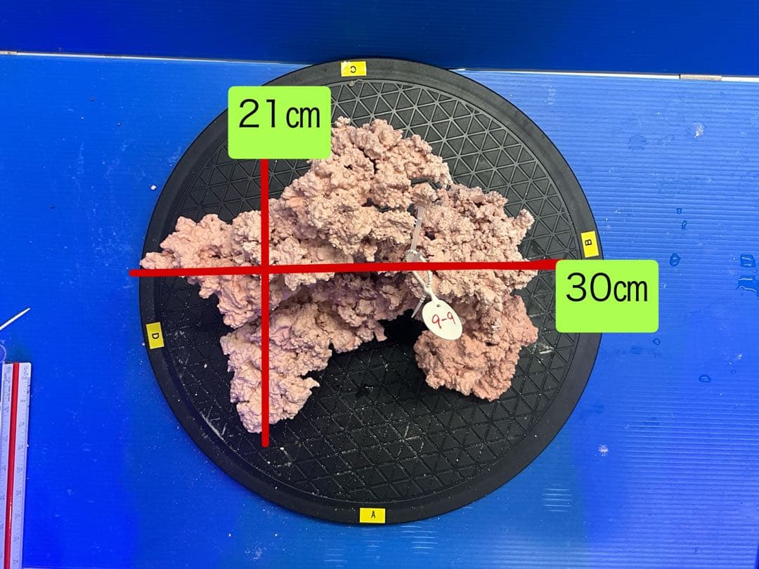 人工ライブロック　No.9-9 無害化処理済