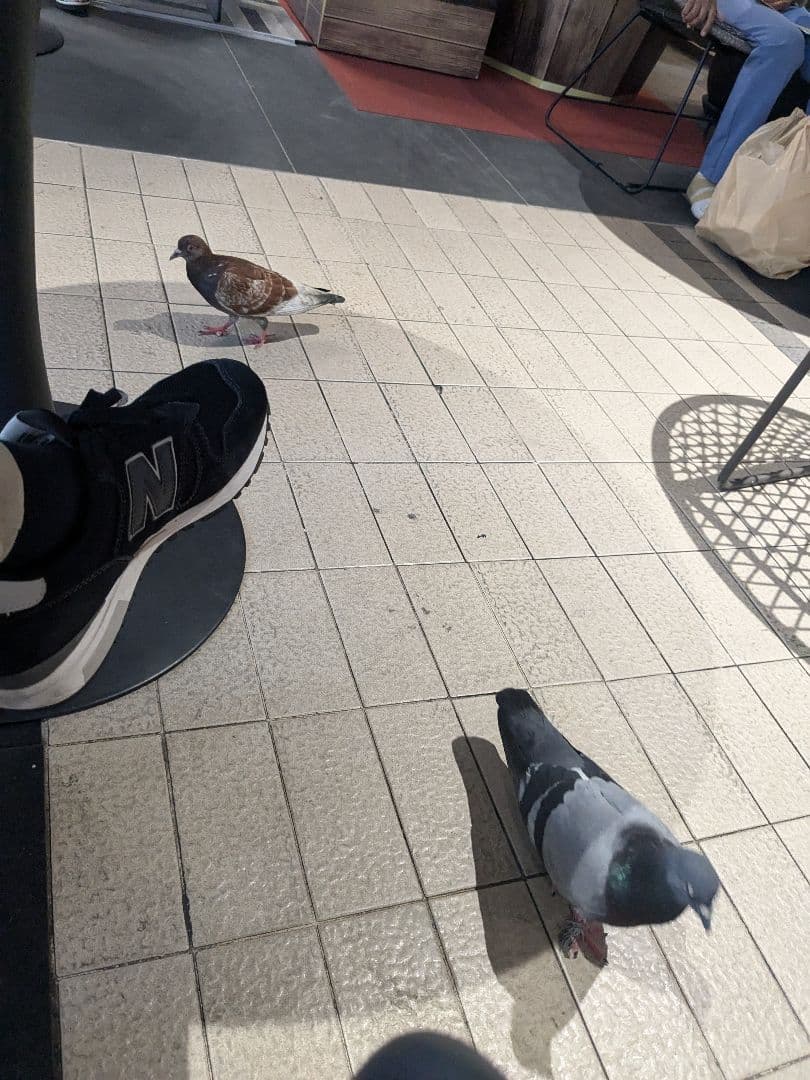 426ブロンズ！タイのお守りプラクルアン猫だキャット！取説付属！幸運&金運