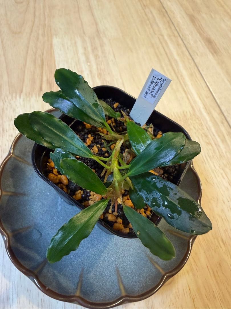 ブセファランドラお得セット E