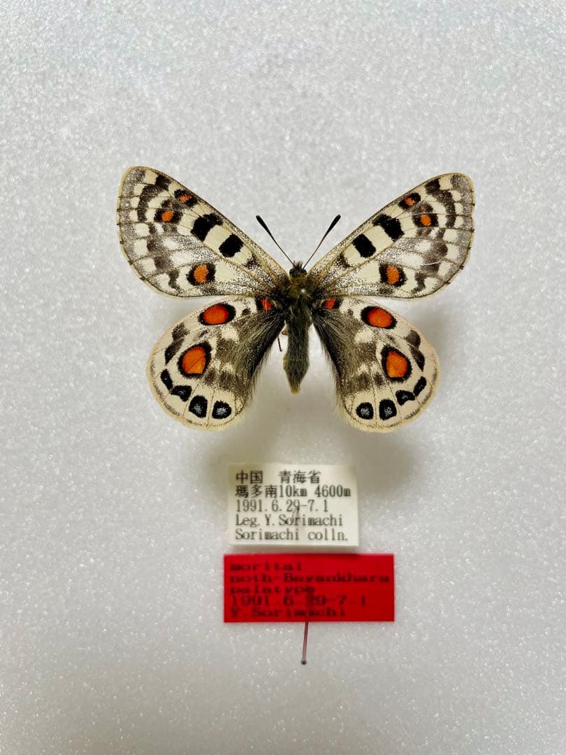 【パラタイプ】パルナシウス・アッコ・モリタイ（青海省、1オス）