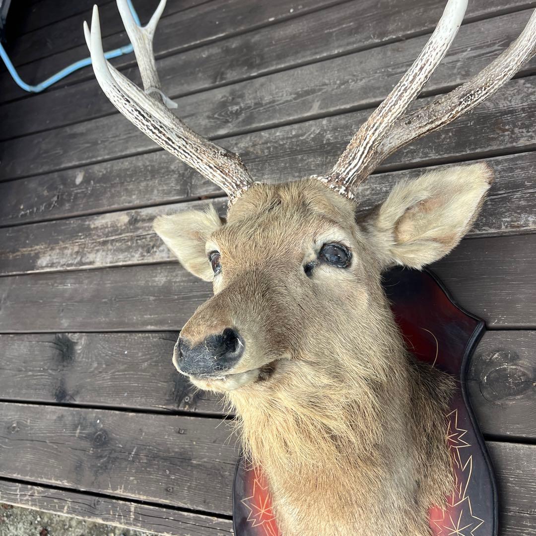 楽天市場】【ふるさと納税】角付き鹿スカル / スカルトロフィー 鹿