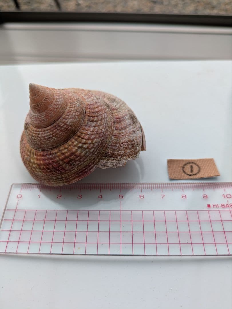 エビスガイオキナエビスガイ貝殻