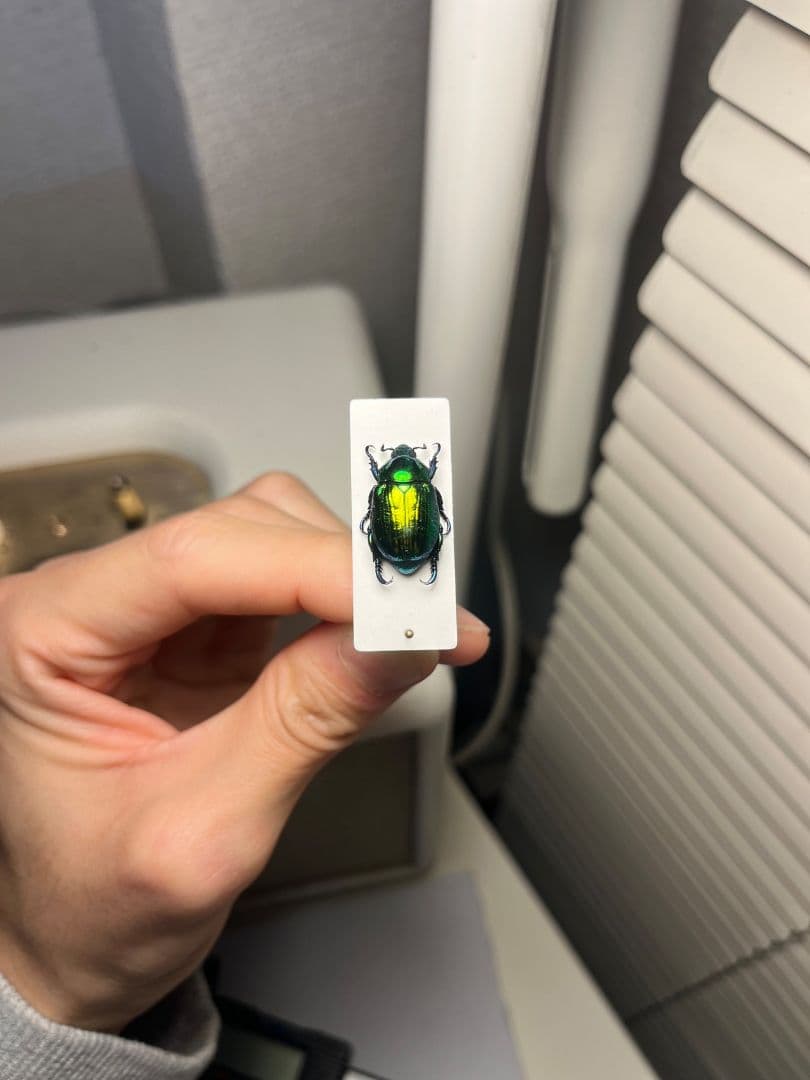 19mm】Pelidnotaプラチナコガネ コガネムシ ハムシ コブハムシ標本