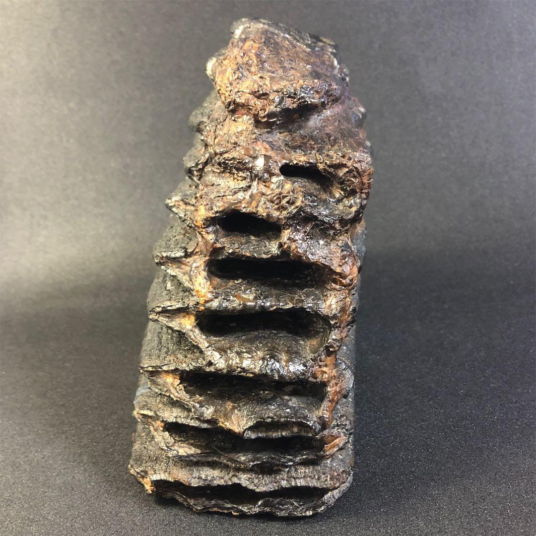 ナウマンゾウ 臼歯 化石