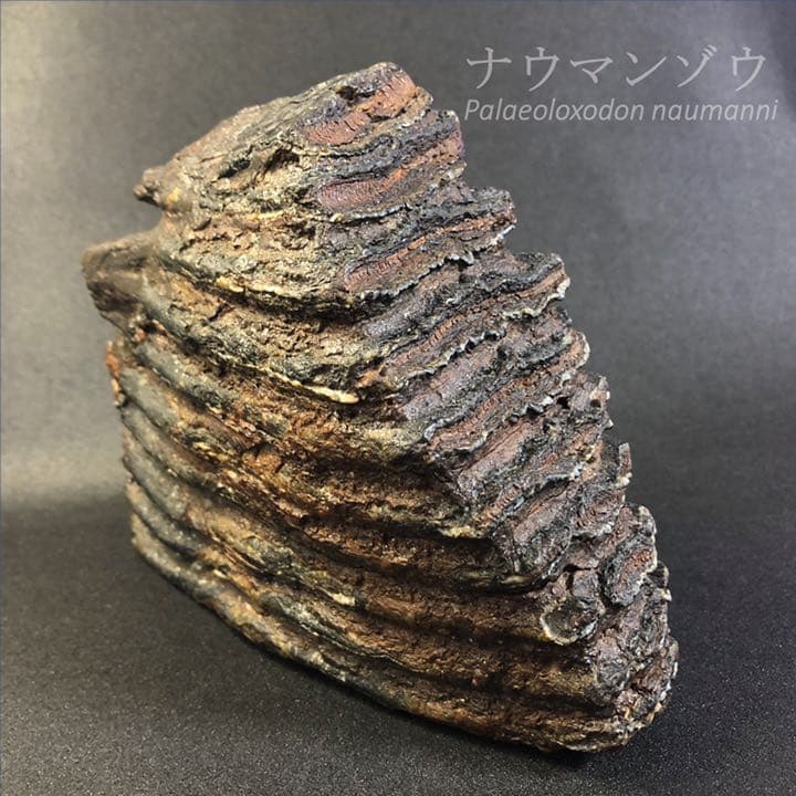 ナウマンゾウ 臼歯 化石