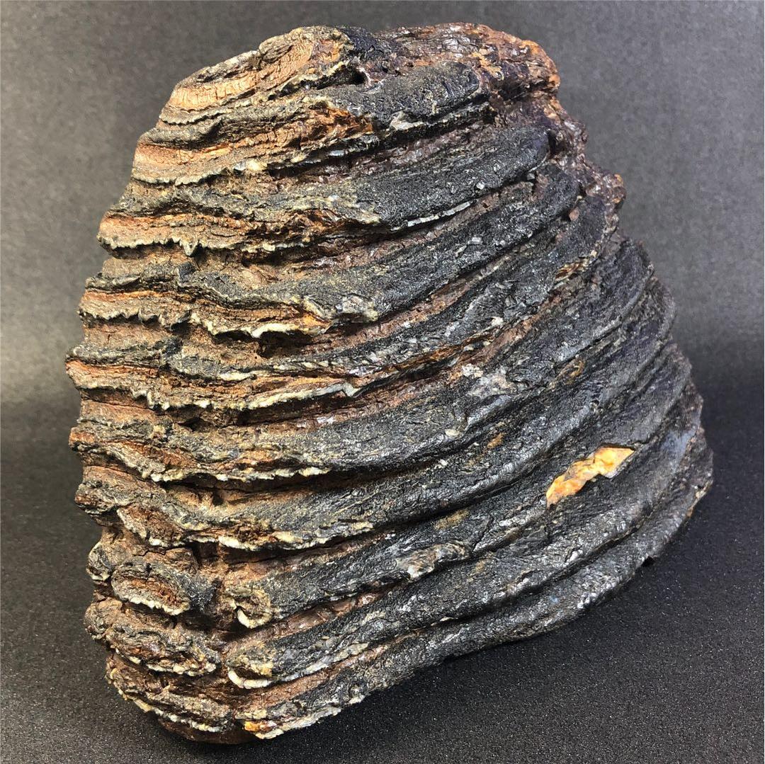 ナウマンゾウ 臼歯 化石