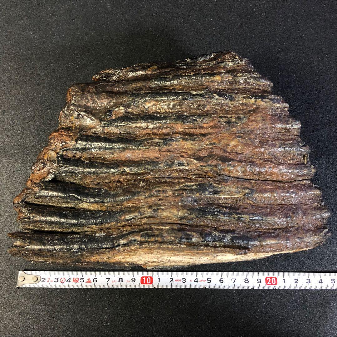 ナウマンゾウ 臼歯 化石