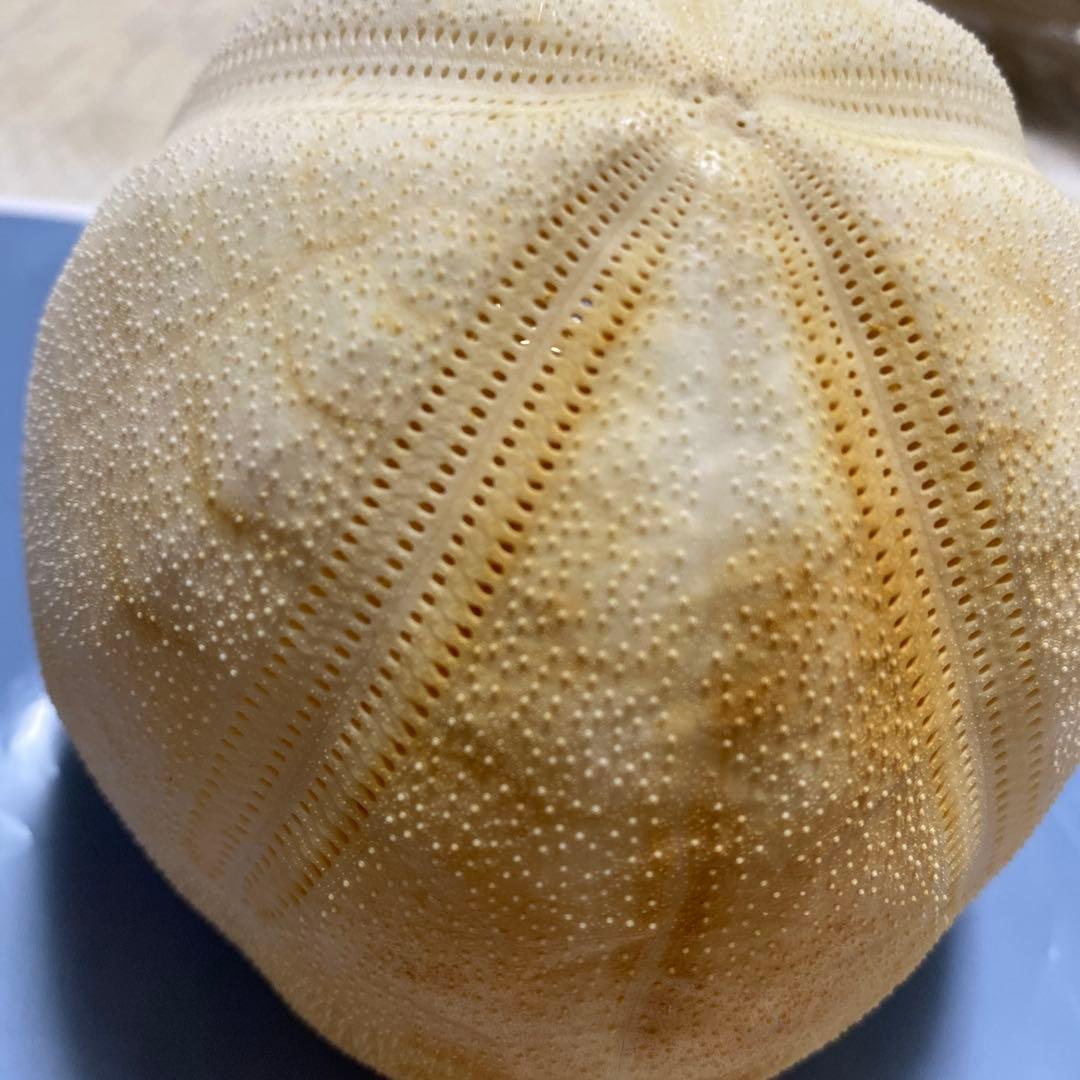 外国ブンブク♡ウニ殻♡標本 ブンブク♡ウニ殻♡標本 骨格 標本 ウニ