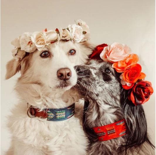 スペイン製 高級犬用首輪とリードセット etna Azul（小型犬 中型犬）