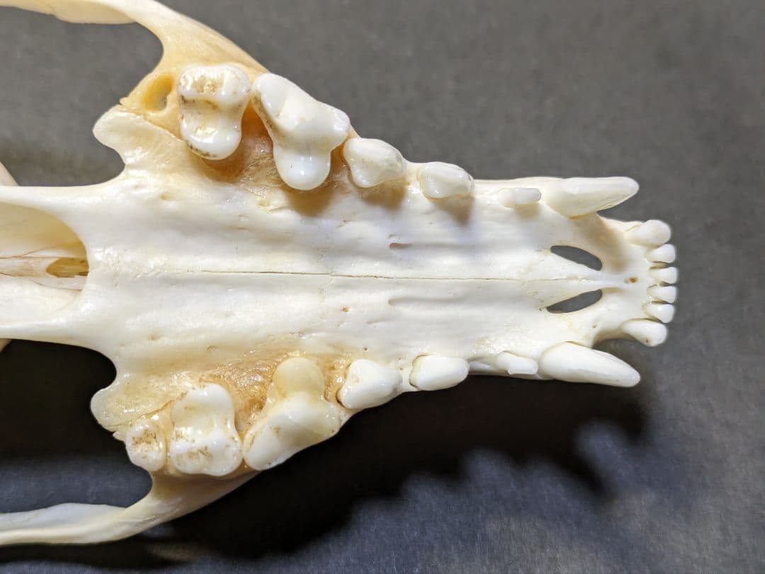 頭骨標本　珍獣パームシベット