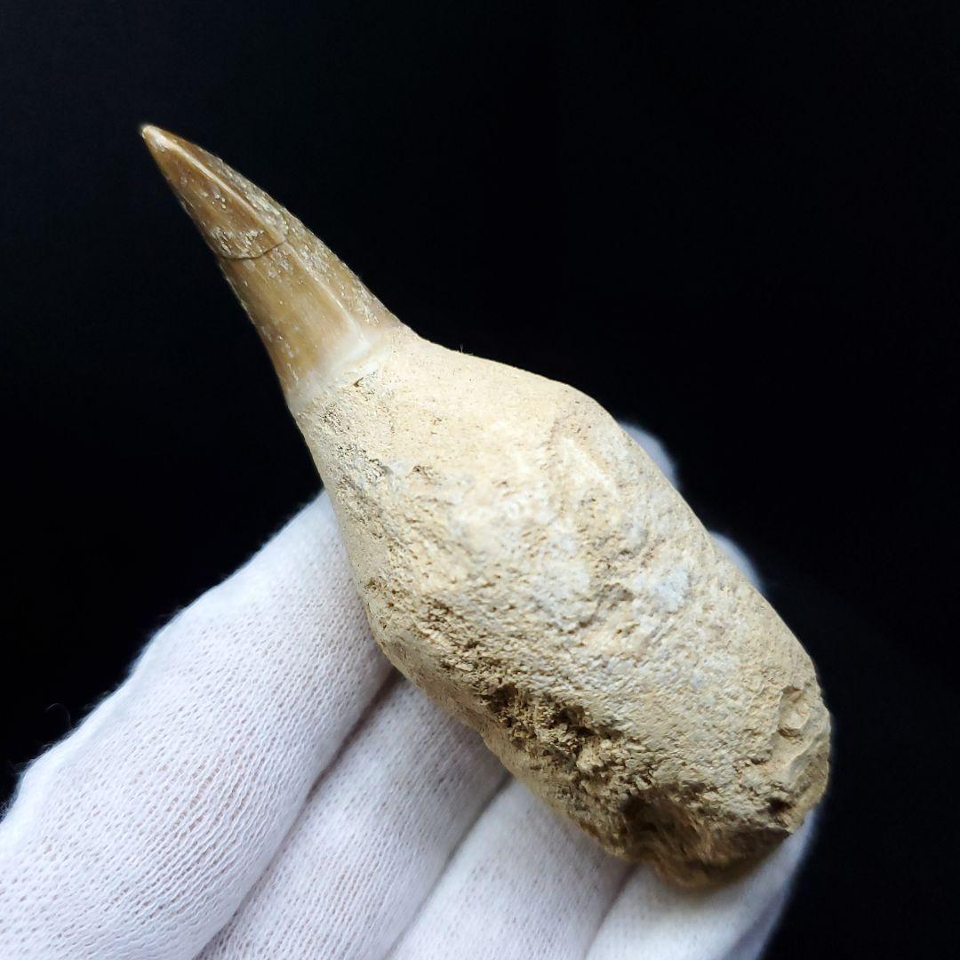 極上 歯根付き モササウルス 化石 歯 本物 85.68mm  mos30