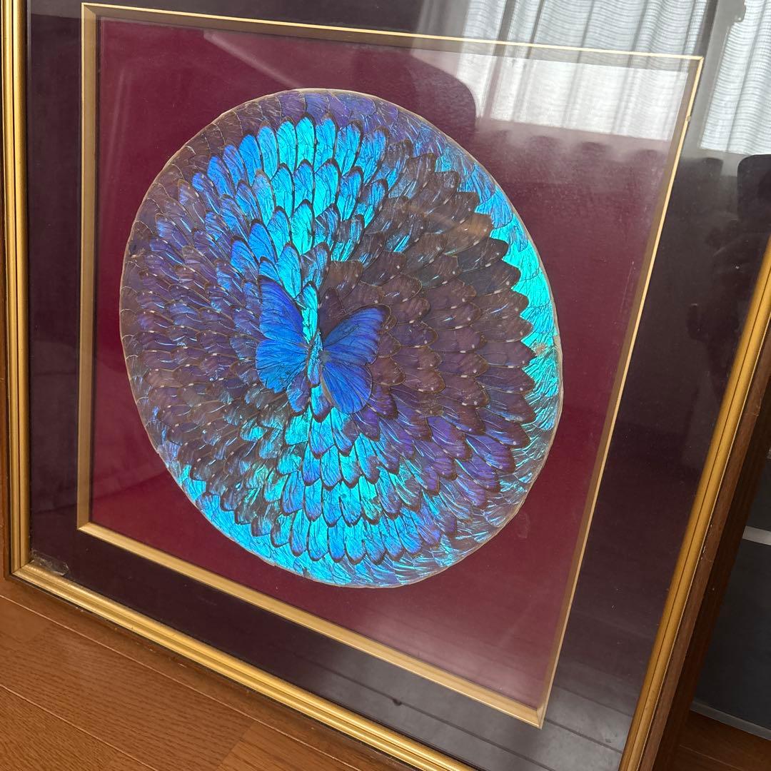 モルフォ蝶 蝶羽アート 壁掛け 額縁 額入り - メルカリ