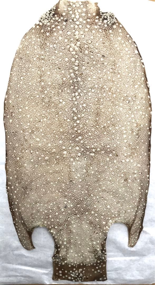 【希少】鮫皮　【梅花皮】